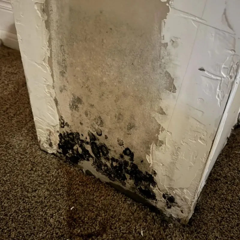 Professional Mold Removal in Edna, TX